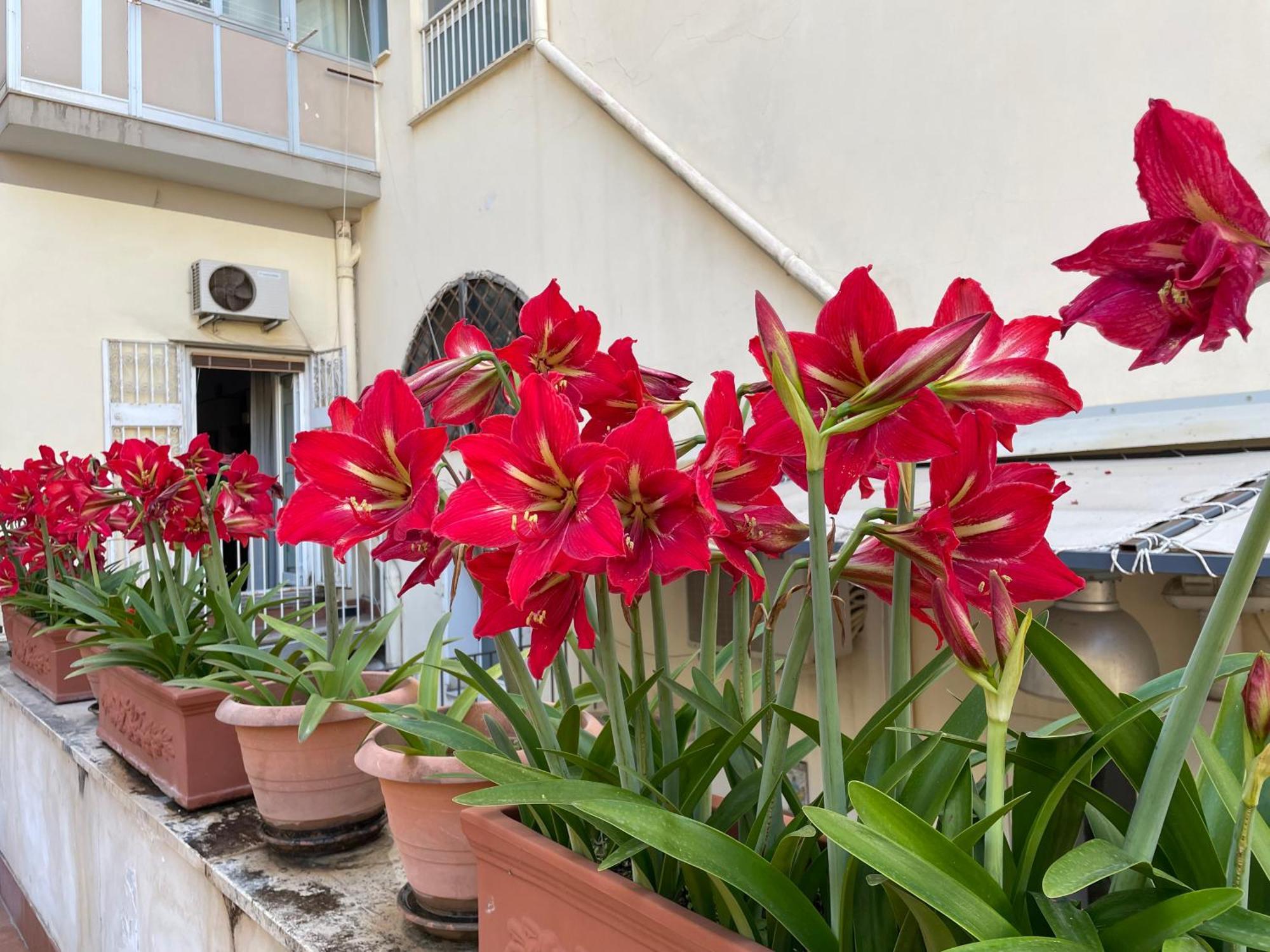 Apartament Il Giglio Rosso Neapol Zewnętrze zdjęcie